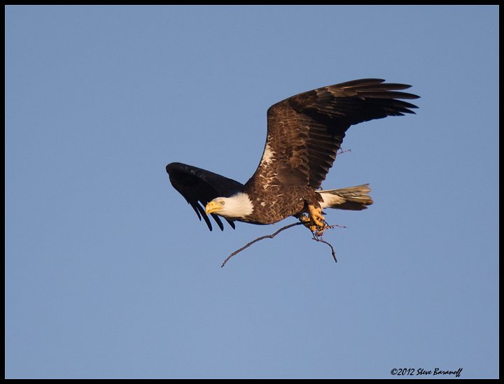 _2SB5758 bald eagle with nesting material.jpg